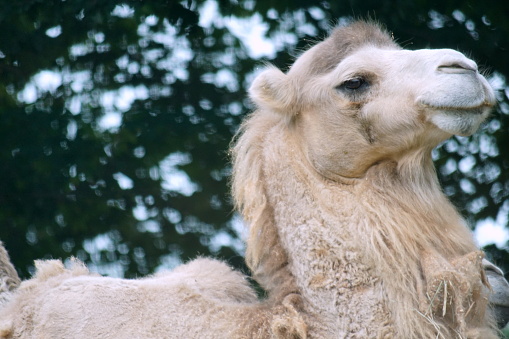 large domestic mammal with a hump on its back