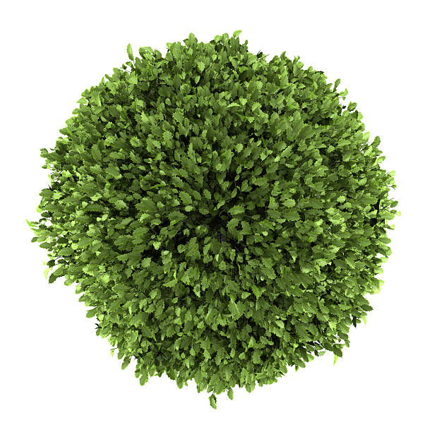 istock top view of common holly bush isolated on white background 177380214