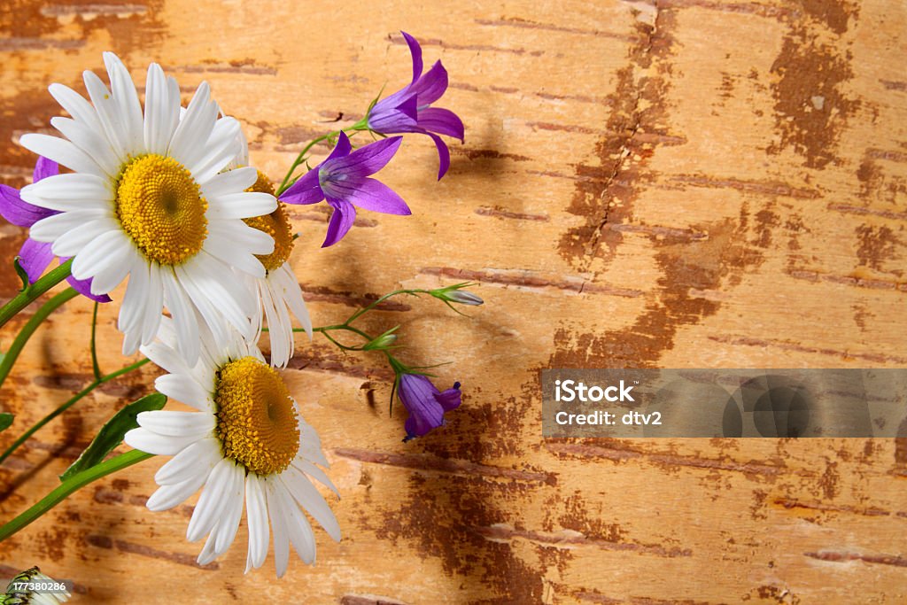 Wild flowers Wild flowers on grunge background from birch bark Backgrounds Stock Photo