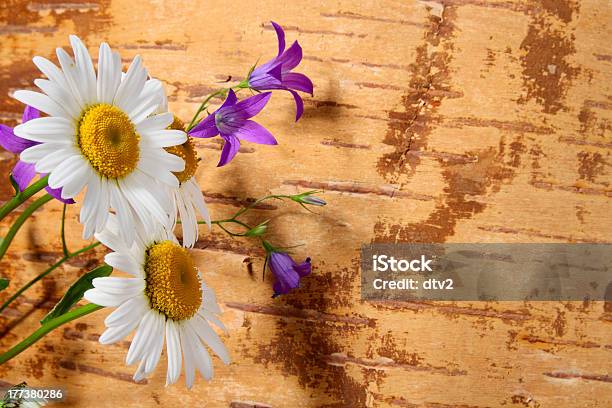 Wild Flowers Stock Photo - Download Image Now - Backgrounds, Beauty In Nature, Birch Tree
