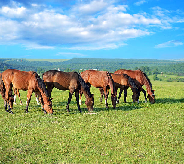 istock Horse on a green grass 177380369