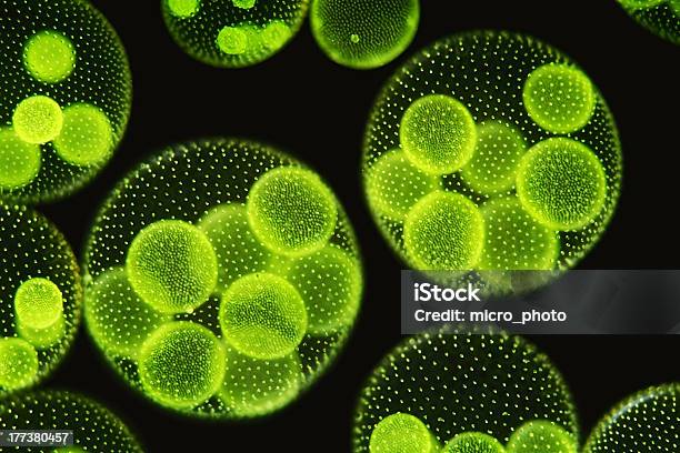 Volvox Aureus Under Light Microscope On Black Stock Photo - Download Image Now - Algae, Plankton, Volvox