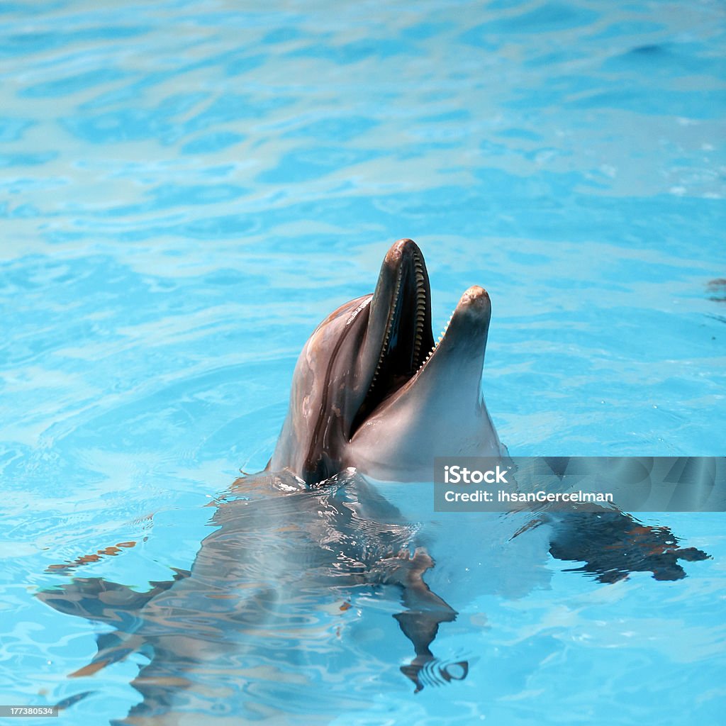 Sonriendo Dolphin - Foto de stock de Agua libre de derechos