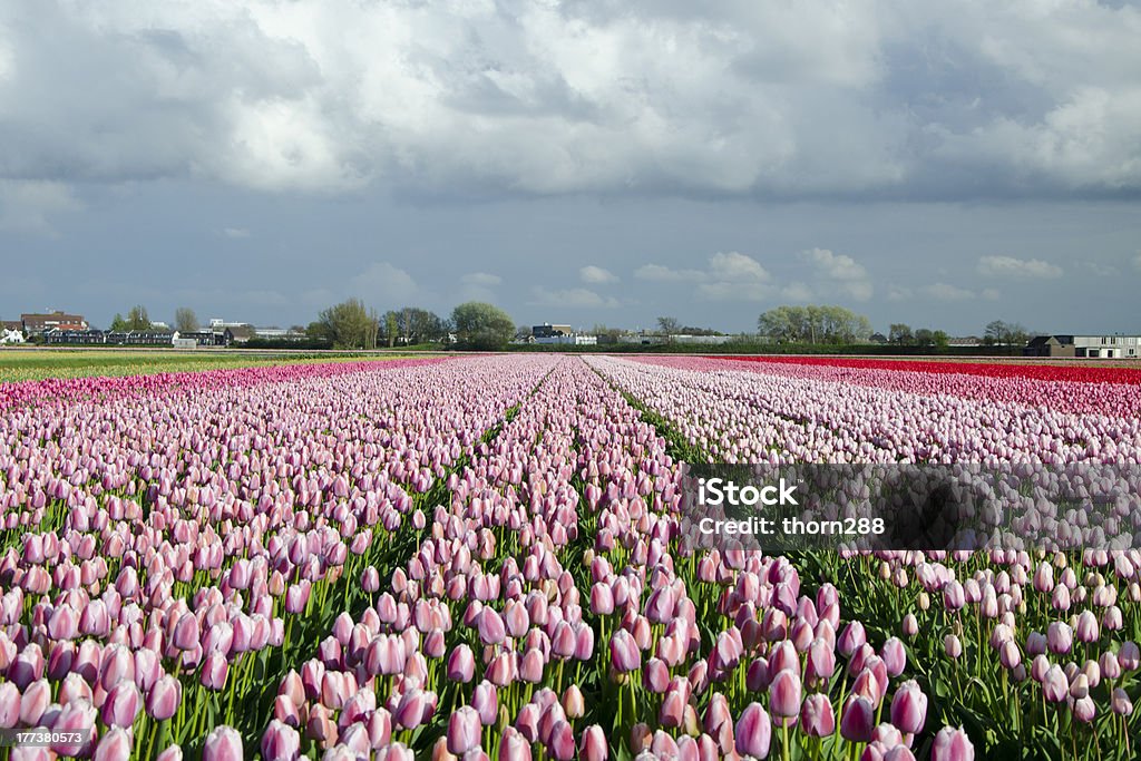 Bellissimo Tulipano campo - Foto stock royalty-free di Agricoltura