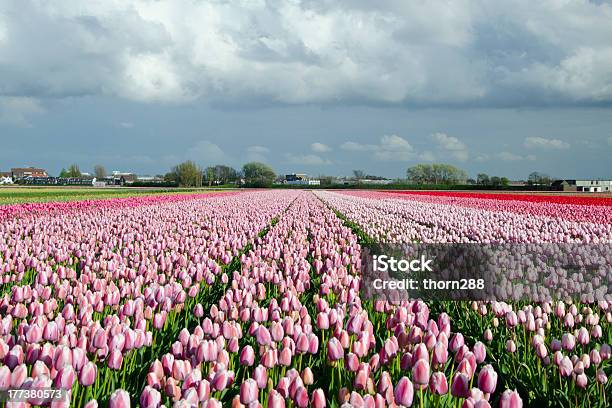 Bellissimo Tulipano Campo - Fotografie stock e altre immagini di Agricoltura - Agricoltura, Aiuola, Ambientazione esterna