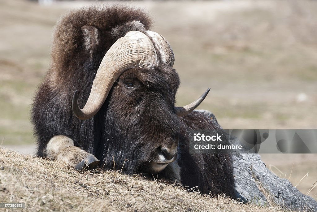 Musk Ox Musk Ox from Canada resting with the sun Canada Stock Photo