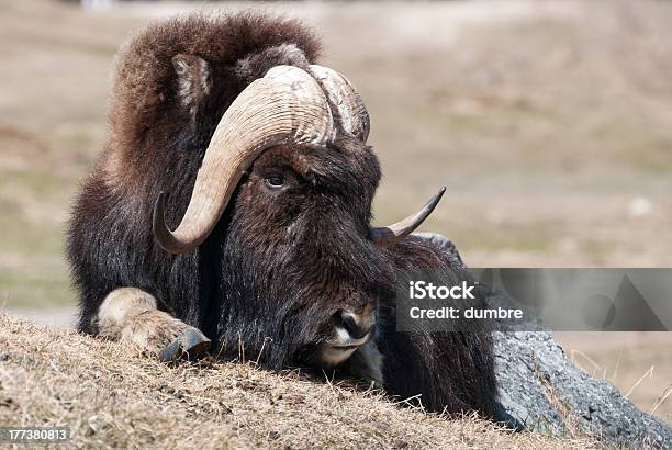 Musk Ox Stock Photo - Download Image Now - Canada, Musk Ox, Animal