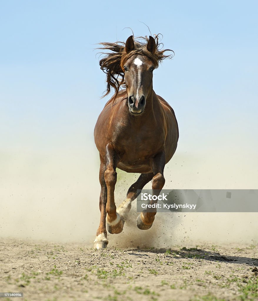 Horse Hurrying Horse Animal Stock Photo