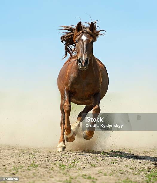 Horse Stock Photo - Download Image Now - Animal, Animal Body Part, Animal Mane