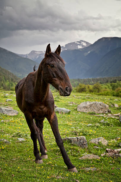 cheval - Photo