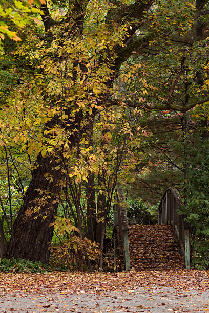 Autunno Fantasia - foto stock