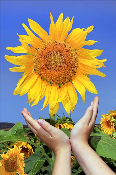 istock sunflowers and children's hands 177381298