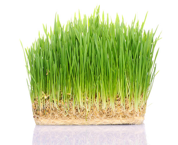 잔디 토양 - blade of grass grass single object root 뉴스 사진 이미지