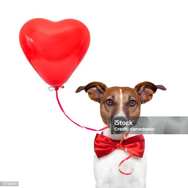 Dog In Love Stock Photo - Download Image Now - Gift, Jack Russell Terrier, Animal