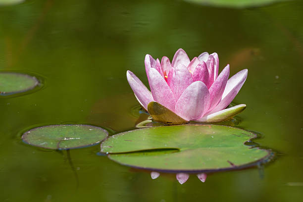 istock Pink water lily lotus flower 177381573