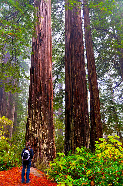 istock Girt looking at two giant Redwoods 177381603