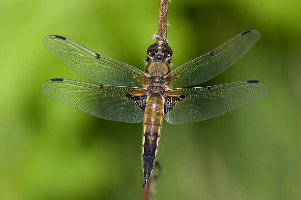 four-spotted chaser