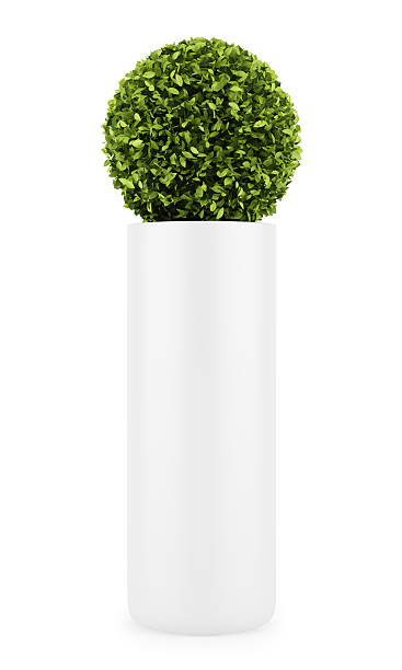 istock decorative round plant in pot isolated on white background 177381845