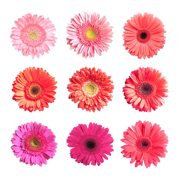 istock Collection of pink and red gerbers 177381904