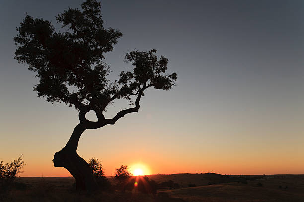 istock Sunset in the Alentejo 177382091