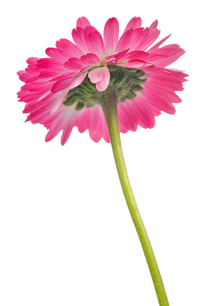 istock Beautiful Pink Daisy Flower 177382110