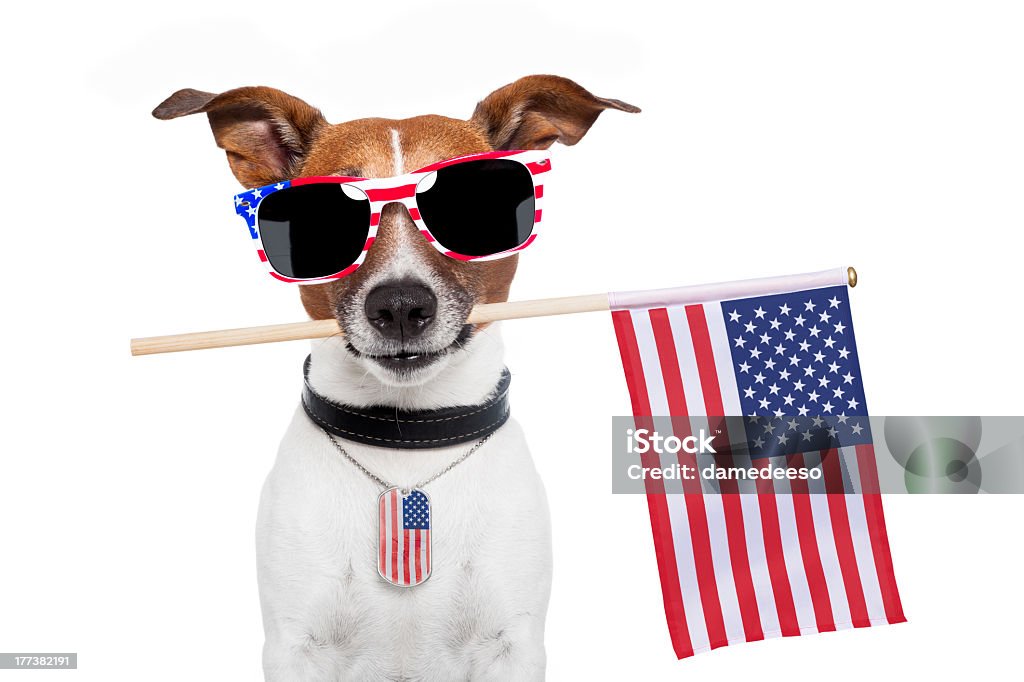アメリカ犬 - 犬のロイヤリティフリーストックフォト