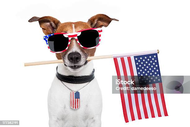 アメリカ犬 - 犬のストックフォトや画像を多数ご用意 - 犬, アメリカ独立記念日, アメリカ国旗