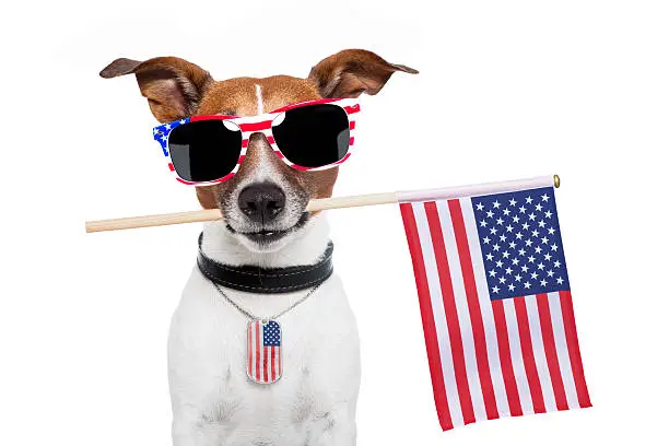 Photo of Photograph of a very American dog
