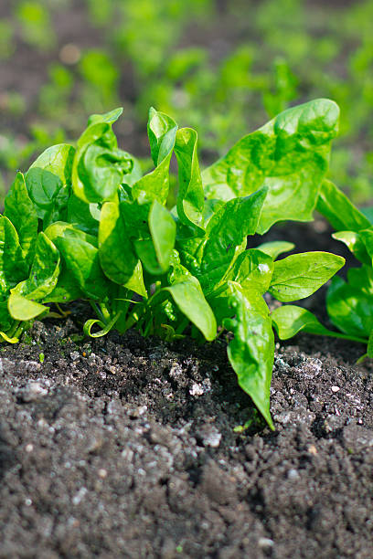 istock Green plant growing in the ground 177382195