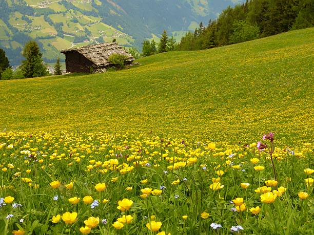 prado con flores de montaña barn en el fondo - berglandschaft fotografías e imágenes de stock
