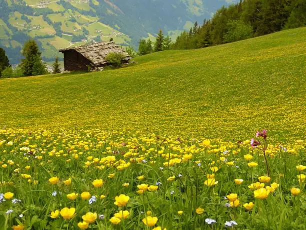 Mountain flower meadow with barn in background