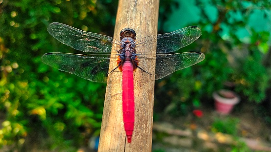 A dragonfly is a flying insect belonging to the infraorder Anisoptera below the order Odonata. About 3,000 extant species of true dragonflies are known. Most are tropical, with fewer species in temperate regions. Loss of wetland habitat threatens dragonfly populations around the world.