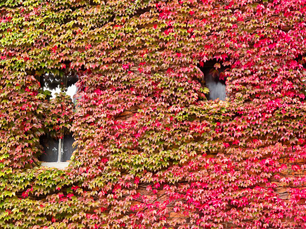 istock House facade overgrown with vibrant red fall vine 177382483