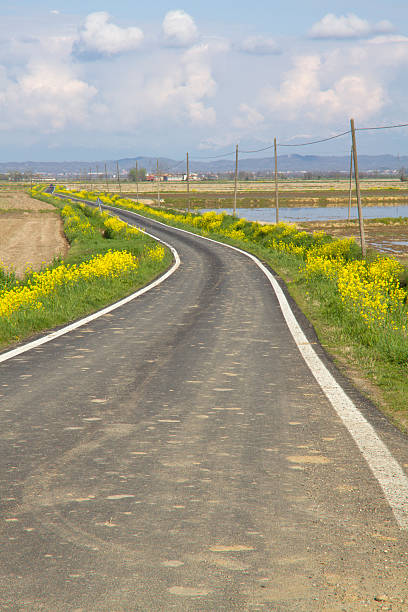 istock Road in the middle of rice fields 177382589