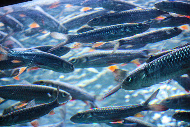 istock Colorful aquarium with fishes 177382768