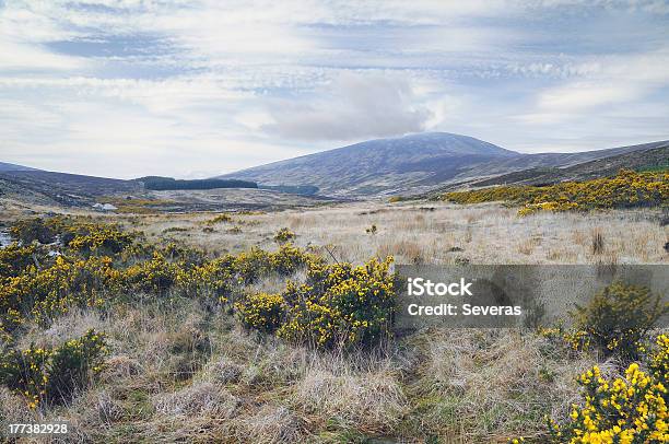 Montañas Del Condado De Wicklow Foto de stock y más banco de imágenes de Aire libre - Aire libre, Amarillo - Color, Arbusto