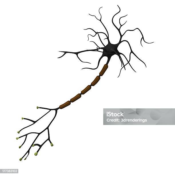 Neuron 다극뉴런에 대한 스톡 사진 및 기타 이미지 - 다극뉴런, 3차원 형태, 가지돌기