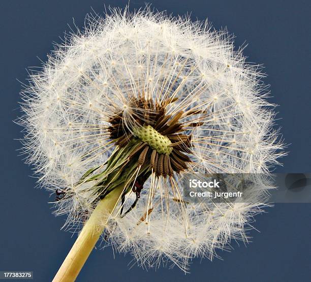 Foto de Dentedeleão Sobre Um Fundo Azul e mais fotos de stock de Agricultura - Agricultura, Ajardinado, Azul