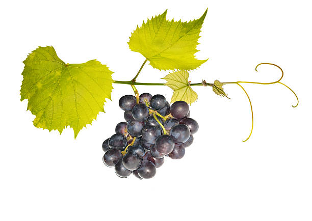 istock green vine with dark grepes 177383299