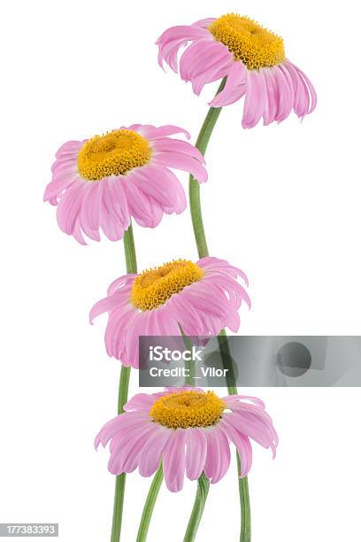 Margarida - Fotografias de stock e mais imagens de Amor - Amor, Argyranthemum, Bouquet