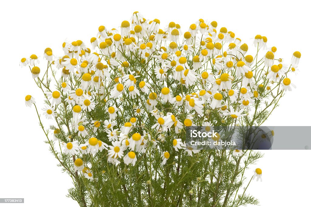 camomile - Foto de stock de Fondo blanco libre de derechos