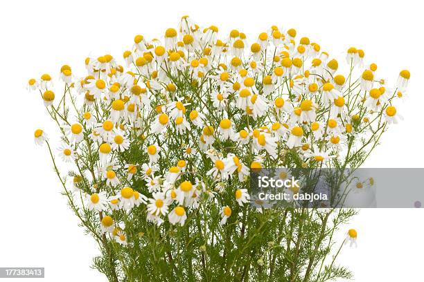 Camomile Foto de stock y más banco de imágenes de Fondo blanco - Fondo blanco, Macrofotografía, Manzanilla