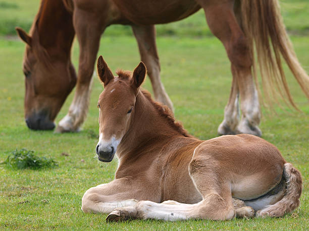 istock Suffolk Horse Foal 177383607