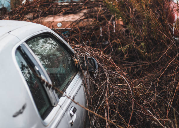istock old rusted cars and trucks 1773837101