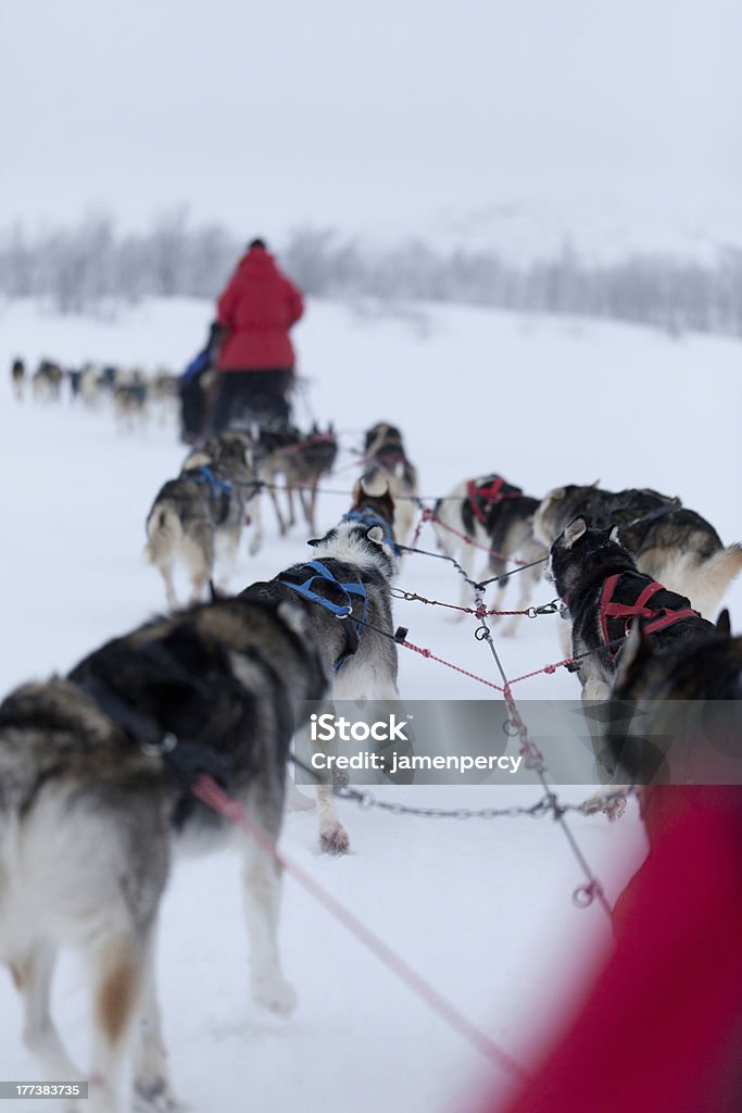 Husky carreras de perros - Foto de stock de Animal libre de derechos