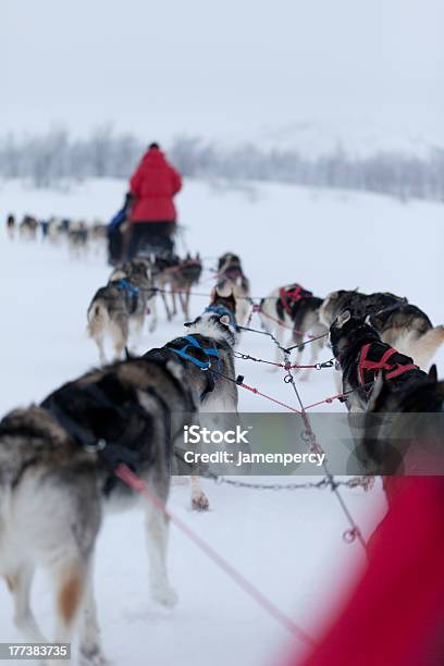 Corsa Di Cani Husky - Fotografie stock e altre immagini di Animale - Animale, Animale da lavoro, Cane