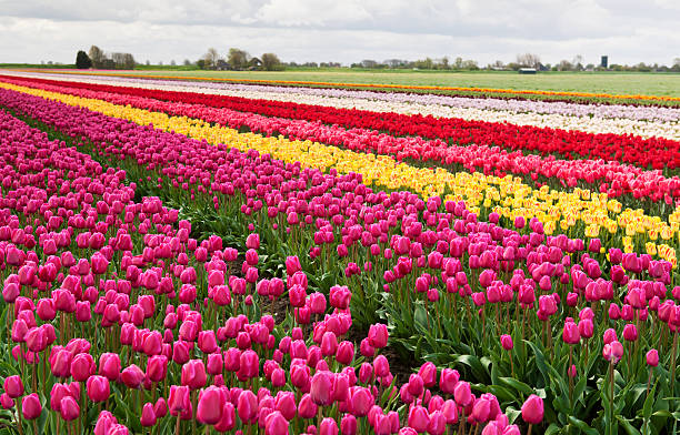 istock colorful rows of tulips 177383793