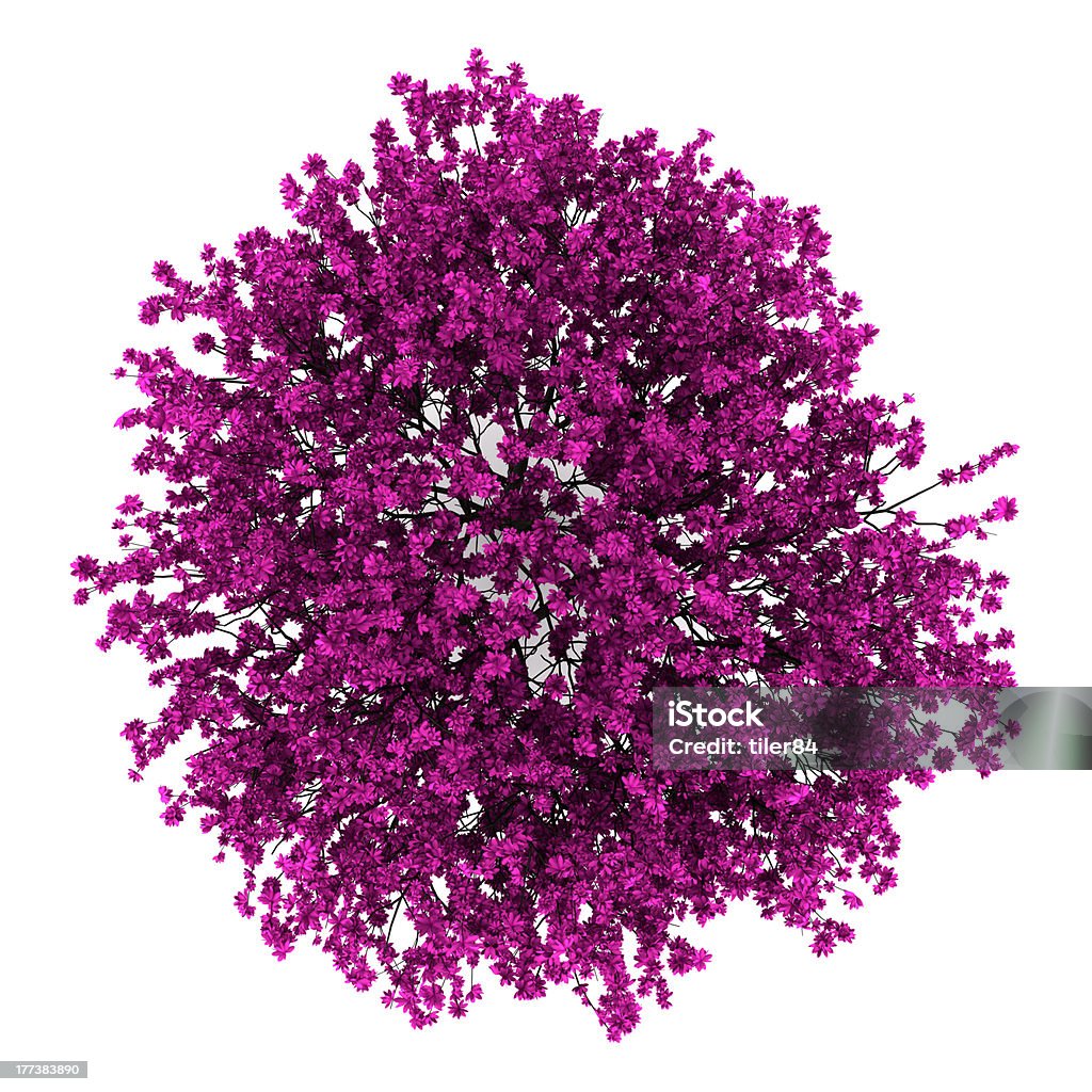 top view of judas tree isolated on white background Redbud Tree Stock Photo
