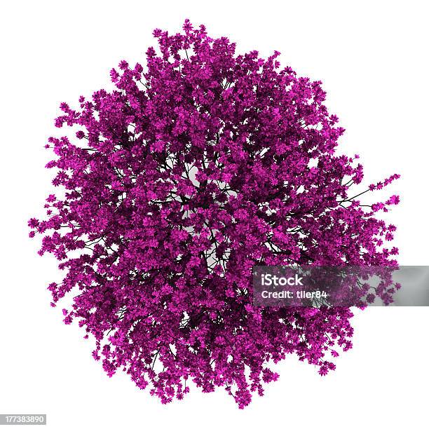 Top View Of Judas Tree Isolated On White Background Stock Photo - Download Image Now