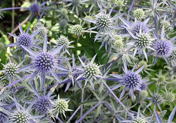 istock purple pokey plants 177384006